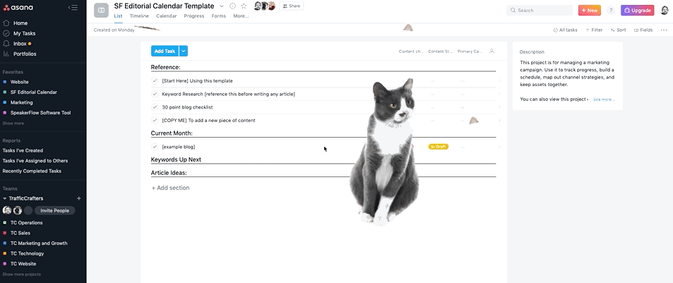 Asana Cats Gif for Project Management Systems for Professional Speakers Blog - SpeakerFlow